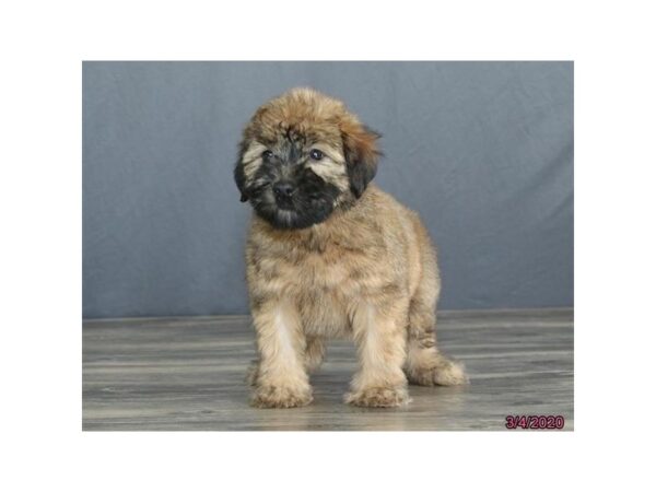 Soft Coated Wheaten Terrier DOG Female Wheaten 13819 Petland Fairfield, Ohio