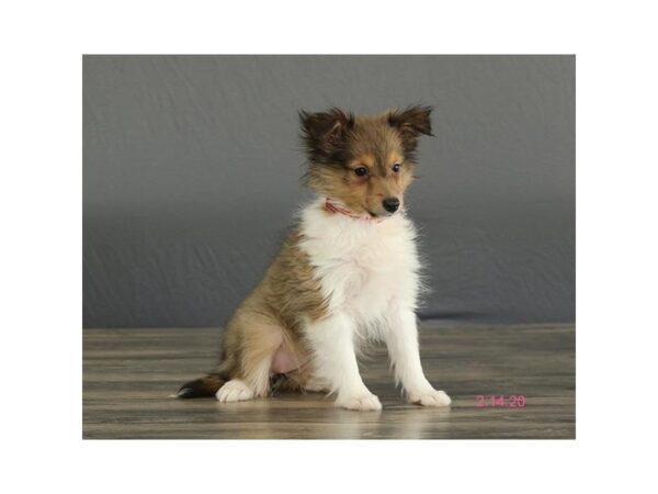 Shetland Sheepdog DOG Female Sable / White 13821 Petland Fairfield, Ohio