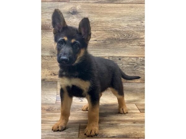 German Shepherd Dog DOG Male Black / Tan 13822 Petland Fairfield, Ohio