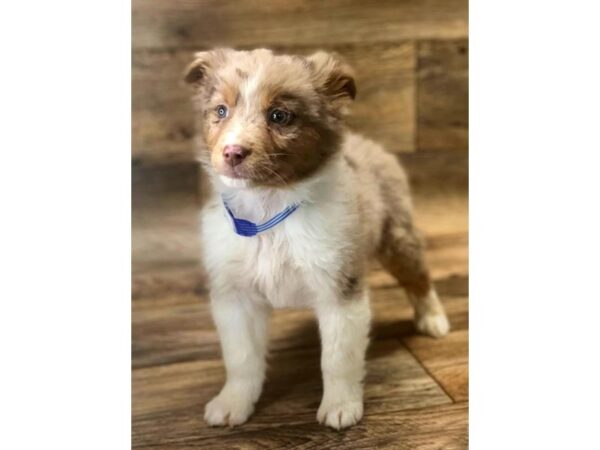 Miniature Australian Shepherd DOG Male Red Merle 13825 Petland Fairfield, Ohio