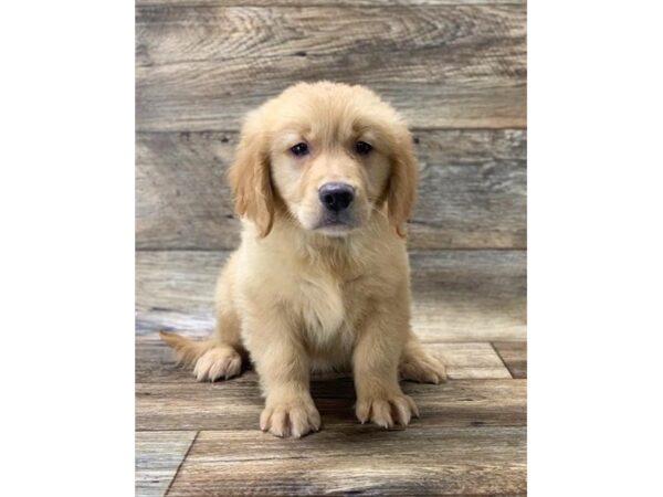 Golden Retriever DOG Male Golden 13830 Petland Fairfield, Ohio