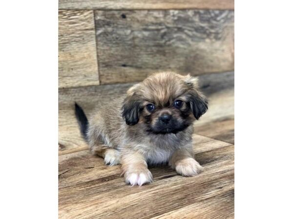 Pekingese DOG Female Red Sable 13826 Petland Fairfield, Ohio