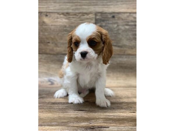 Cavalier King Charles Spaniel DOG Male Blenheim 13831 Petland Fairfield, Ohio