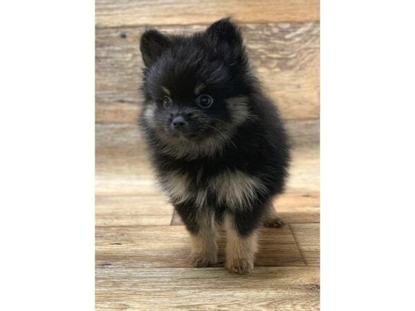 Pomeranian DOG Male Black / Tan 13828 Petland Fairfield, Ohio