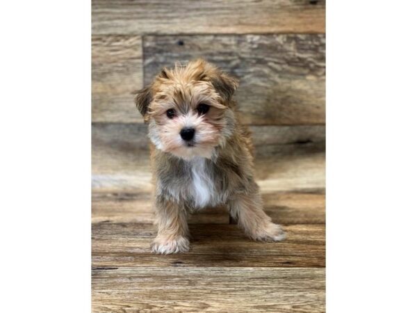 Morkie-DOG-Male-Gold-13836-Petland Fairfield, Ohio