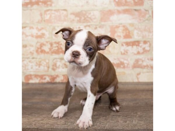 Boston Terrier DOG Male Seal / White 13832 Petland Fairfield, Ohio