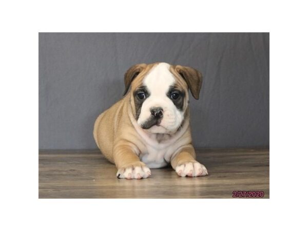 Olde Bulldog-DOG-Female-Fawn / White-13835-Petland Fairfield, Ohio