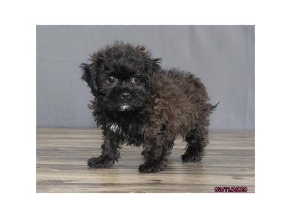 Poodle/Shih Tzu-DOG-Female-Grizzle-13838-Petland Fairfield, Ohio