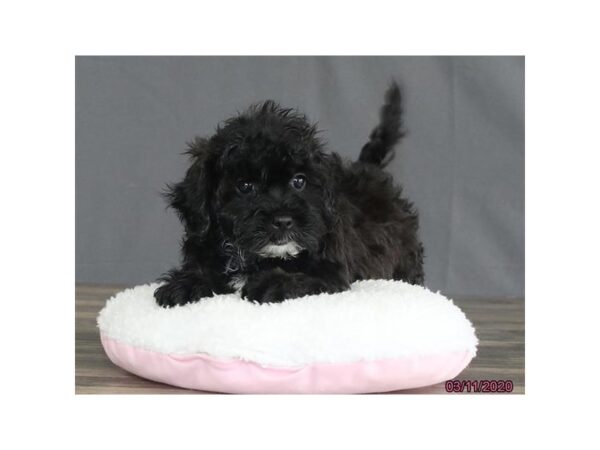 Poodle/Shih Tzu-DOG-Male-Black-13837-Petland Fairfield, Ohio