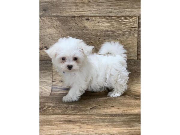 Maltese DOG Female White 13833 Petland Fairfield, Ohio