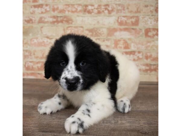 Newfoundland-DOG-Female-Landseer-13834-Petland Fairfield, Ohio