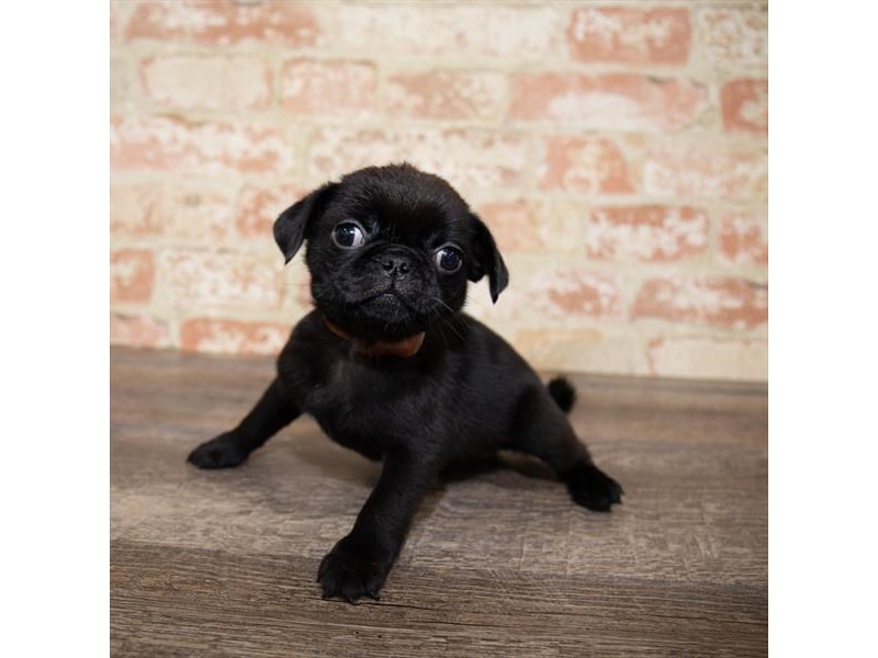 Pug Puppy Black ID:13839 Located at Petland Fairfield, Ohio