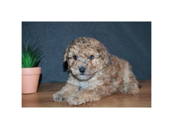 Poodle-DOG-Male-Sable-13841-Petland Fairfield, Ohio