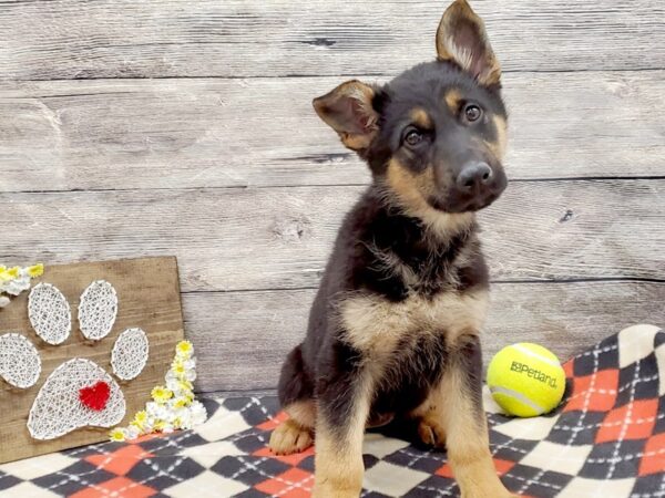 German Shepherd Dog DOG Female Black & Tan 13848 Petland Fairfield, Ohio