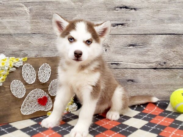 Siberian Husky DOG Female Red & White 13847 Petland Fairfield, Ohio