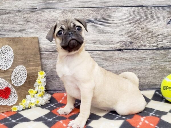 Pug DOG Female Fawn 13850 Petland Fairfield, Ohio