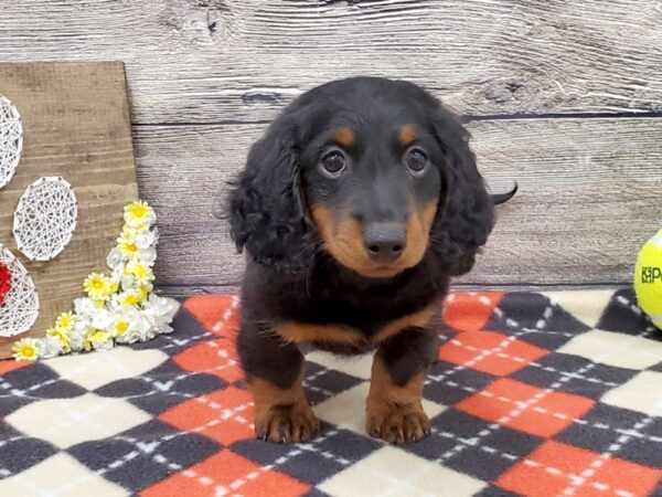 Dachshund-DOG-Male-Black & Tan-13849-Petland Fairfield, Ohio