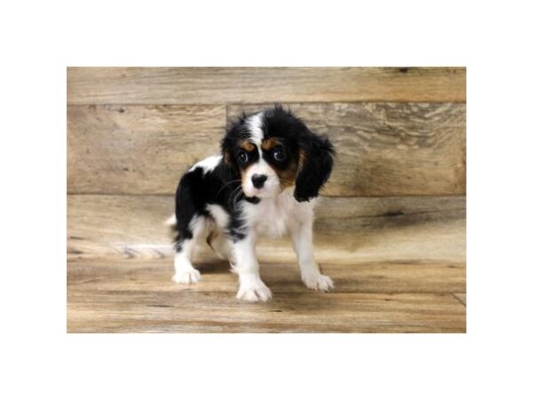 Cavalier King Charles Spaniel DOG Female Black Tan / White 13863 Petland Fairfield, Ohio