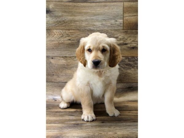 Golden Retriever DOG Female Golden 77782 Petland Fairfield, Ohio