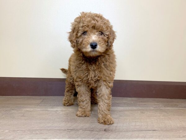 F2 MINI GOLDENDOODLE DOG Male Red 13855 Petland Fairfield, Ohio