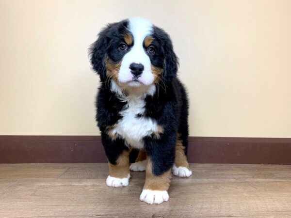 Bernese Mountain Dog DOG Female BLACK/TAN/WHITE 13866 Petland Fairfield, Ohio