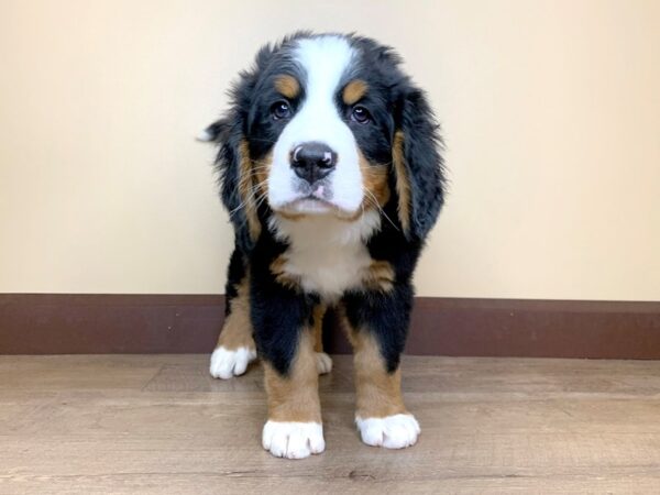 Bernese Mountain Dog DOG Male BLACK/TAN/WHITE 13865 Petland Fairfield, Ohio