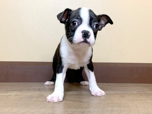 Boston Terrier DOG Male Black & White 13861 Petland Fairfield, Ohio