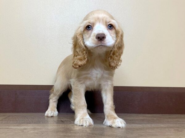 Cocker Spaniel DOG Female BUFF 13859 Petland Fairfield, Ohio