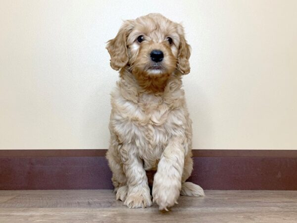 F1 B Mini Goldendoodle DOG Male RED 13858 Petland Fairfield, Ohio