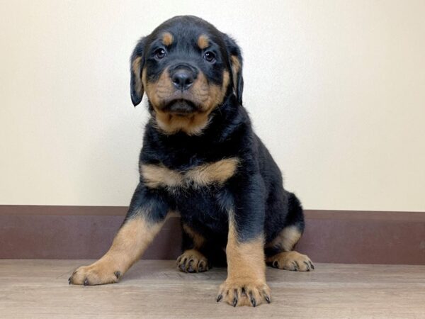 Rottweiler DOG Female Black & Tan 13856 Petland Fairfield, Ohio