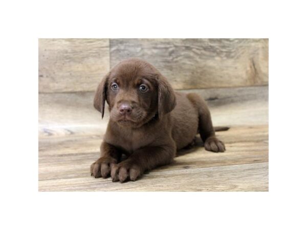 Labrador Retriever DOG Male Chocolate 13866 Petland Fairfield, Ohio