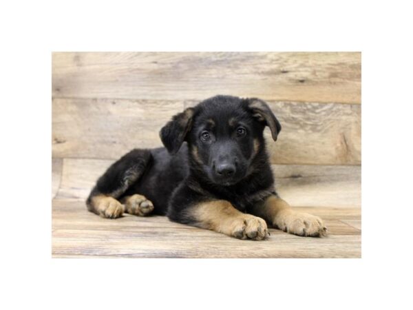 German Shepherd Dog DOG Female Black / Tan 13867 Petland Fairfield, Ohio