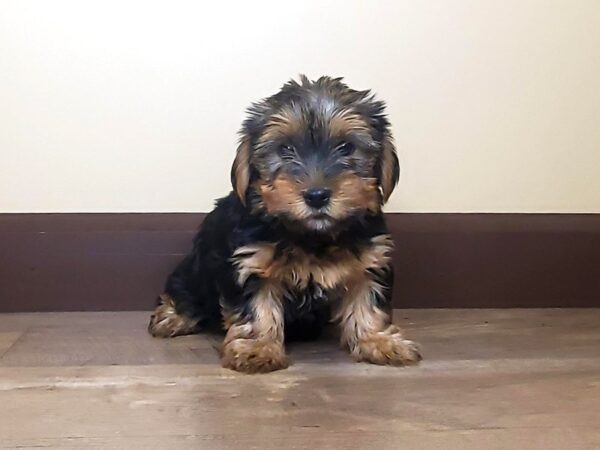 Yorkshire Terrier DOG Male BLK TAN 13873 Petland Fairfield, Ohio