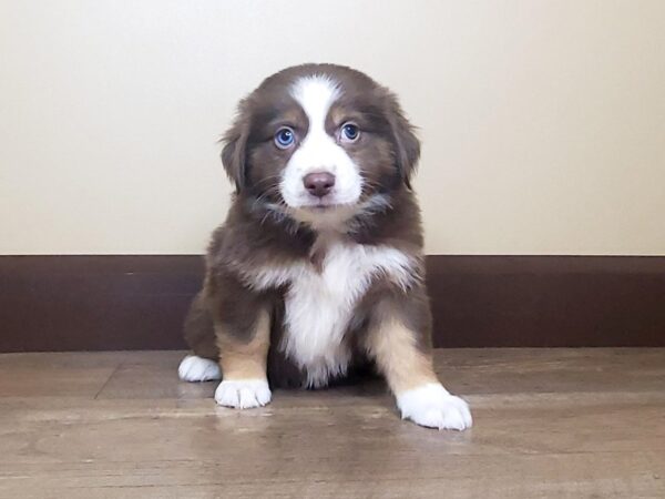 Mini Australian Shepherd-DOG-Female-Red tri-13871-Petland Fairfield, Ohio