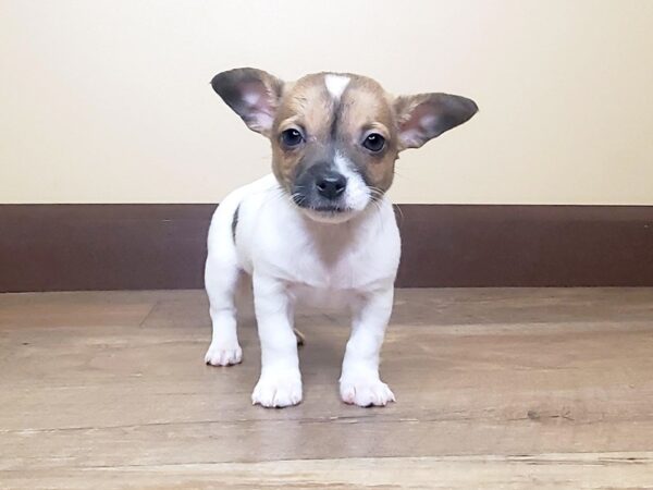 Chihuahua DOG Male BROWN WHITE 13877 Petland Fairfield, Ohio