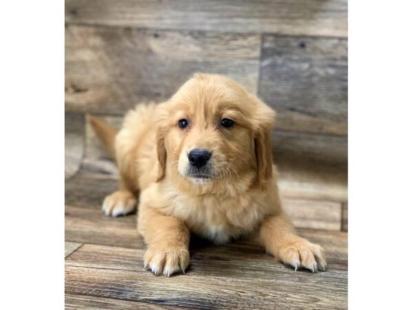 Golden Retriever DOG Male Golden 13900 Petland Fairfield, Ohio