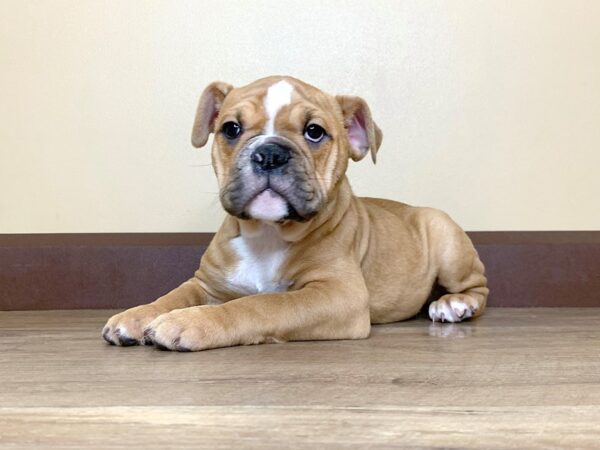 Old English Bulldog-DOG-Female-FAWN WHITE-13857-Petland Fairfield, Ohio