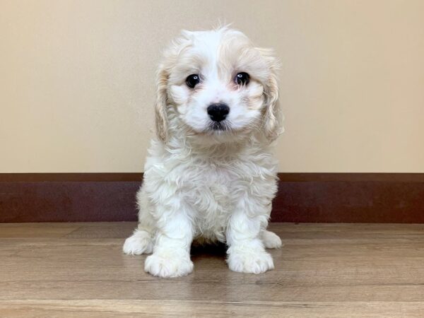 Cava Chon DOG Male Blenheim 13880 Petland Fairfield, Ohio