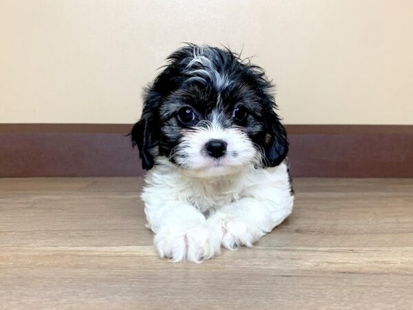 Cava Poo-DOG-Female-TRI-13881-Petland Fairfield, Ohio