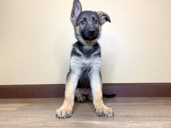 German Shepherd Dog DOG Male Black / Tan 13883 Petland Fairfield, Ohio