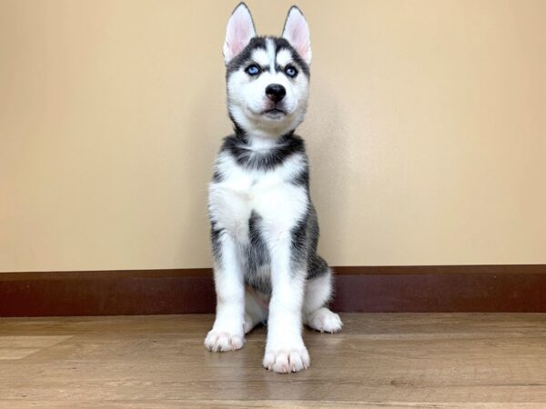 Siberian Husky DOG Male Black / White 13884 Petland Fairfield, Ohio