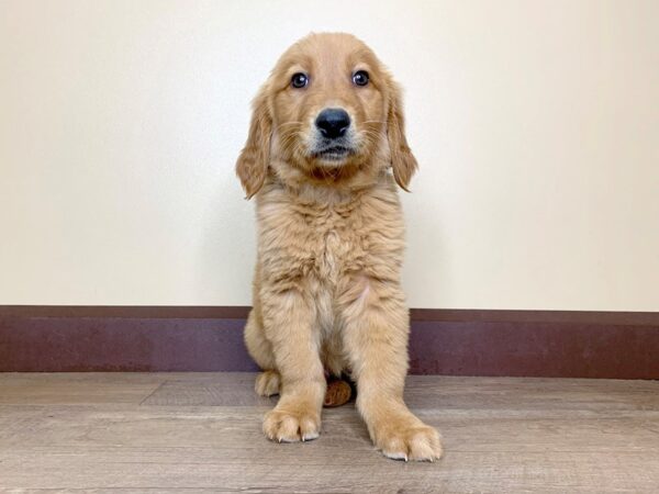 Golden Retriever DOG Male Golden 13885 Petland Fairfield, Ohio