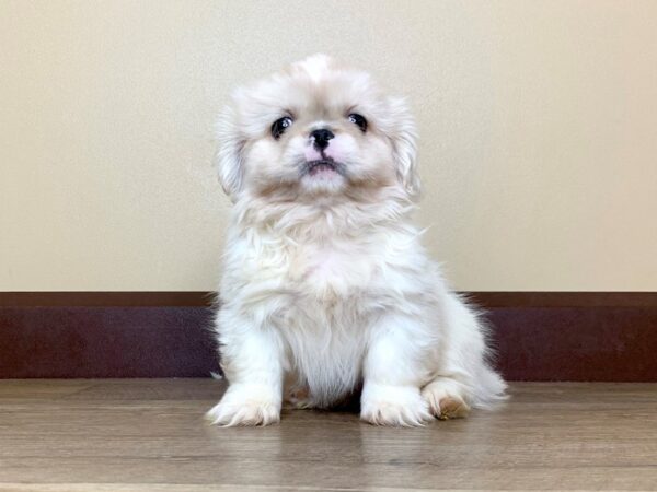 Pekingese DOG Female Cream 13886 Petland Fairfield, Ohio