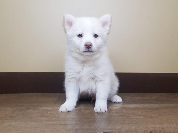 Pomsky DOG Male CREAM WHITE 13874 Petland Fairfield, Ohio