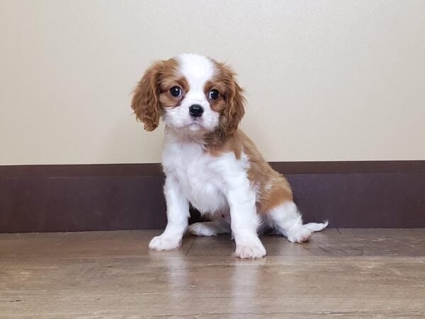 Cavalier King Charles Spaniel DOG Male Blenheim 13887 Petland Fairfield, Ohio