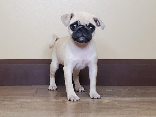 Pug DOG Female FAWN:BLACK MASK 13889 Petland Fairfield, Ohio