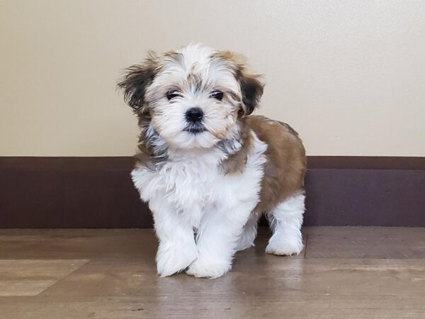 Morkie DOG Male BLACK/TAN/WHITE 13890 Petland Fairfield, Ohio