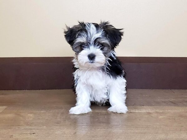 Morkie DOG Female Brown/White 13891 Petland Fairfield, Ohio