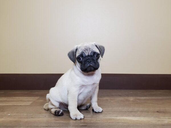 Pug DOG Male FAWN:BLACK MASK 13888 Petland Fairfield, Ohio