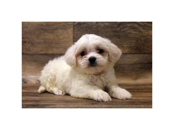 Maltipoo DOG Female White 13896 Petland Fairfield, Ohio